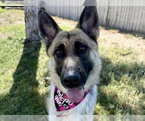 Medium German Shepherd Dog