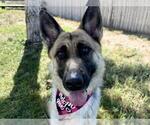 Small German Shepherd Dog