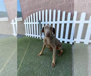 Doberman Pinscher-Unknown Mix Dogs for adoption in Modesto, CA, USA