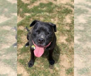 Deitz - Male Bulloxer Dog for Adoption - Photo #13
