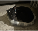 Small #4 Chihuahua Mix