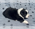 Small Photo #48 Australian Shepherd Puppy For Sale in SALISBURY, NC, USA