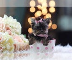 cute puppy - Female Biewer Terrier Puppy for Sale - Photo #10