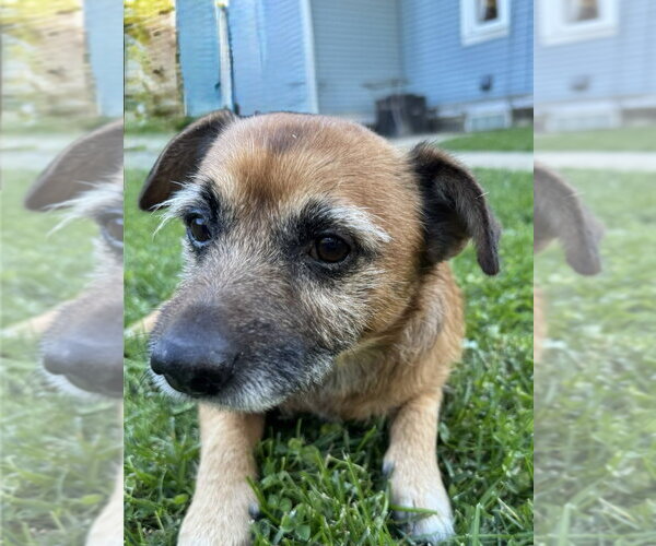 Medium Photo #4 Jack Russell Terrier-Unknown Mix Puppy For Sale in Springdale, PA, USA