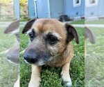 Small Photo #4 Jack Russell Terrier-Unknown Mix Puppy For Sale in Springdale, PA, USA