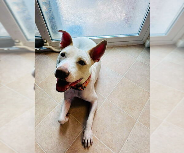 Medium Photo #14 American Pit Bull Terrier-American Staffordshire Terrier Mix Puppy For Sale in Aurora, CO, USA
