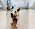 Small #13 American Pit Bull Terrier-American Staffordshire Terrier Mix