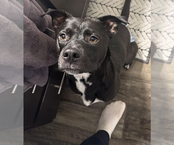 Medium Photo #3 Labrador Retriever-Unknown Mix Puppy For Sale in Princeton, MN, USA