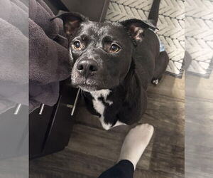 Jupiter - Female Labrador Retriever-Unknown Mix Dog for Adoption - Photo #3