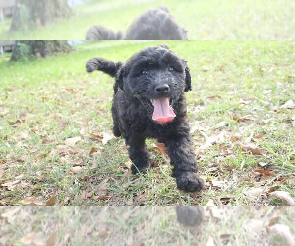 Medium Photo #6 Aussiedoodle Puppy For Sale in CONWAY, SC, USA