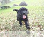 Small Photo #15 Aussiedoodle Puppy For Sale in CONWAY, SC, USA