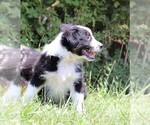 Small Photo #3 Australian Shepherd Puppy For Sale in MARION CENTER, PA, USA