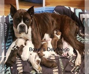 Mother of the Boxer puppies born on 01/11/2023