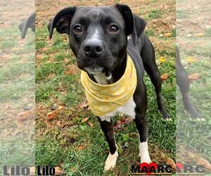 American Pit Bull Terrier Dogs for adoption in Maryville, TN, USA