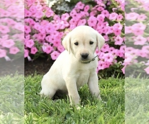 Labrador Retriever Puppy for sale in RIVERDALE, MD, USA