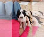 Small Photo #12 Border Collie-Sheepadoodle Mix Puppy For Sale in MARATHON, WI, USA