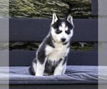 Small Photo #6 Siberian Husky Puppy For Sale in KINZERS, PA, USA