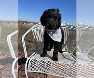 Goldendoodle Puppy for sale in SPENCER, IN, USA