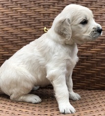 English Cream Golden Retriever Puppy for sale in SOUTHBURY, CT, USA