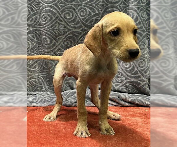 Medium Photo #2 Labrador Retriever-Unknown Mix Puppy For Sale in Wetumpka, AL, USA