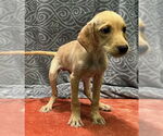 Small #1 Labrador Retriever Mix