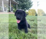 Puppy Puppy 3 lucy Labrador Retriever