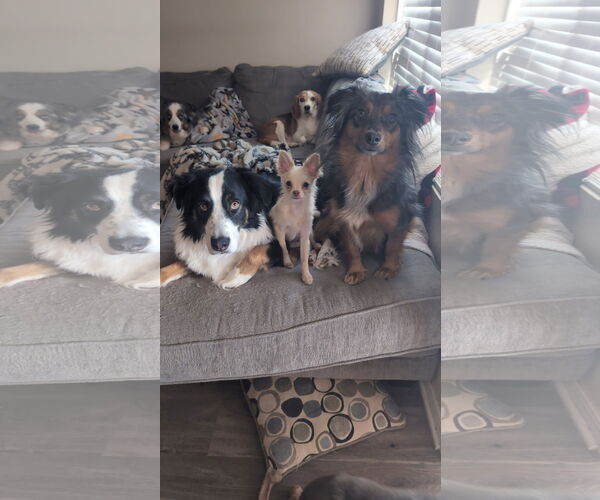 Medium Photo #3 Australian Shepherd-Unknown Mix Puppy For Sale in Peralta, NM, USA