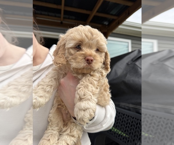 Medium Photo #5 Cockapoo (Miniature) Puppy For Sale in GREENTOWN, IN, USA