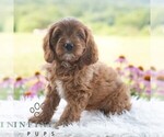 Small #4 Cavapoo (Miniature)