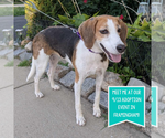 Small #12 Treeing Walker Coonhound Mix