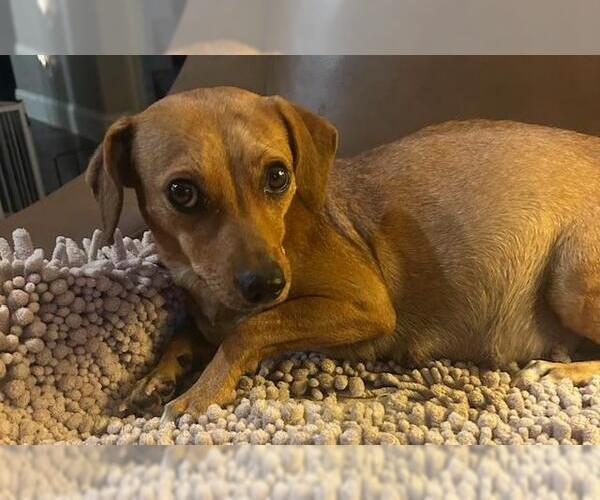 Medium Photo #4 Chiweenie Puppy For Sale in Los Angeles, CA, USA