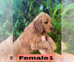 Small #6 Goldendoodle (Miniature)