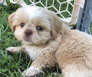 Shih Tzu Puppy for Sale in MILTON, Florida USA