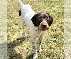 German Wirehaired Pointer Dogs for adoption in Plymouth, MN, USA