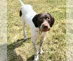 Small German Wirehaired Pointer