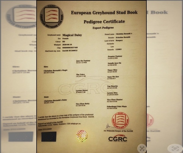 Medium Photo #1 Greyhound Puppy For Sale in MONTGOMERY, TX, USA