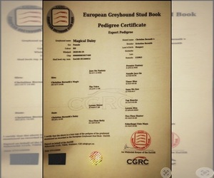 Mother of the Greyhound puppies born on 08/01/2025