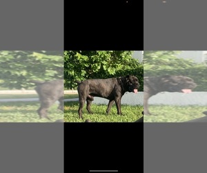 Father of the Cane Corso puppies born on 11/08/2022