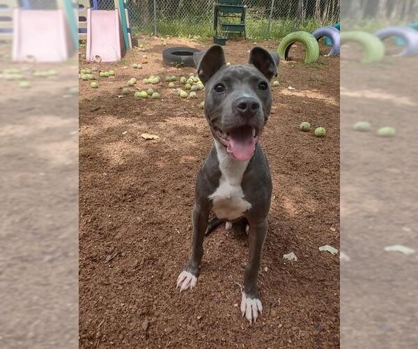 Medium Photo #1 Mutt Puppy For Sale in Peoria, IL, USA