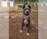 Small Mutt
