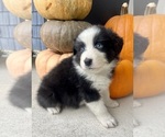 Small Photo #8 Australian Shepherd Puppy For Sale in LODA, IL, USA