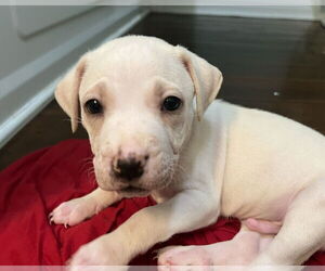 Labrenees Dogs for adoption in New Orleans, LA, USA
