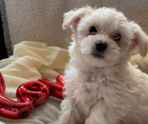 Maltipoo Puppy for sale in UNION GROVE, AL, USA