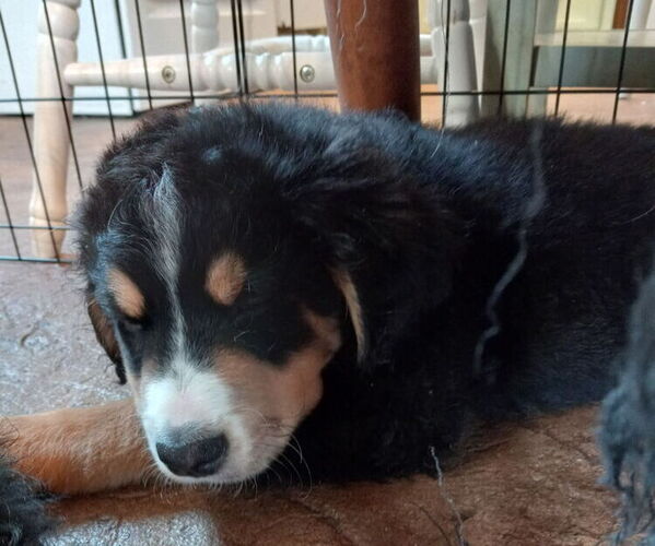 Medium Photo #1 Bernese Mountain Dog-F2 Aussiedoodle Mix Puppy For Sale in WASHINGTON, IN, USA