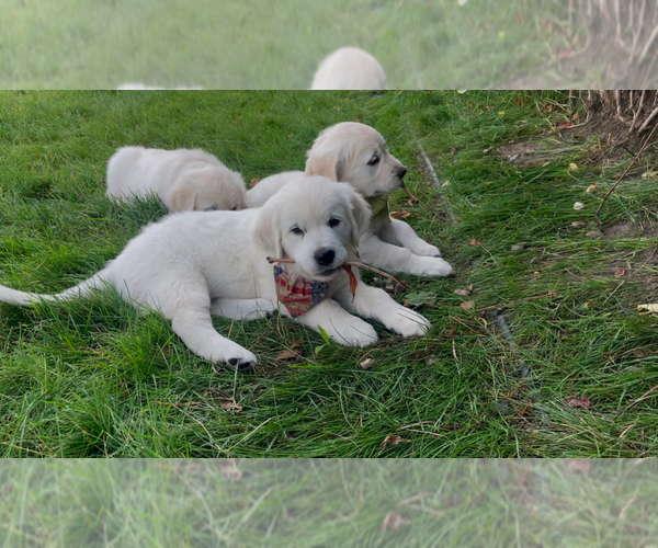 Medium Photo #17 English Cream Golden Retriever Puppy For Sale in BISMARCK, ND, USA