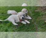 Small #16 English Cream Golden Retriever