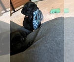 Small Photo #26 Frenchie Pug Puppy For Sale in BLOOMINGTON, IL, USA