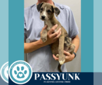 Small #2 Australian Shepherd Mix