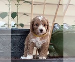 Small Photo #5 Goldendoodle (Miniature) Puppy For Sale in SAINT MARYS, KS, USA