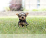 Small #5 Morkie